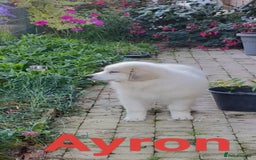 Pyrenean Mountain Dog dogs for sale: Beautiful Pyrenean Mountain Dogs puppies for sale - Image 4