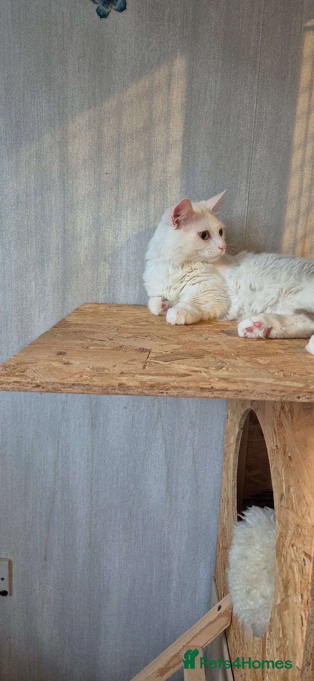 Munchkin cats for stud: Pedigree Munchkin for stud duties  in Ивсхам - Advert 9