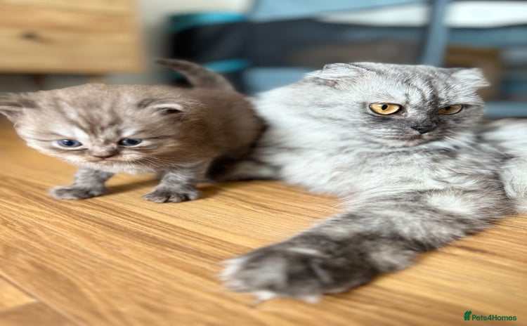British Shorthair cats - Advert 2