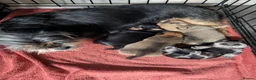 Mixed Breed dogs for sale: Shih Chi X chihuahua Frenchie - Advert 12