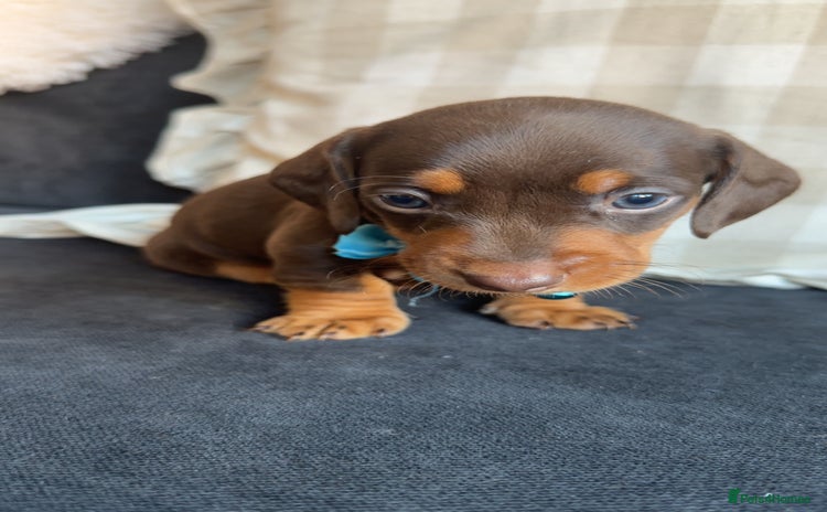 Dachshund dogs - Advert 12