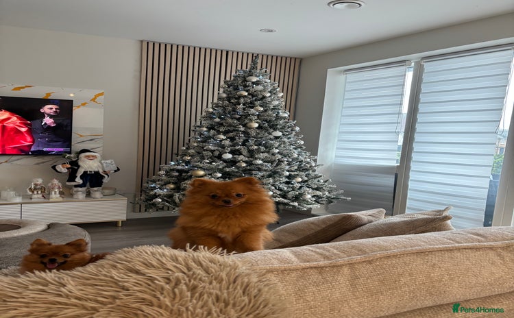 Pomeranian dogs 🐾 Adorable 7-Month-Old Pomeranian Girl – Lusy 🐾 - Advert 11