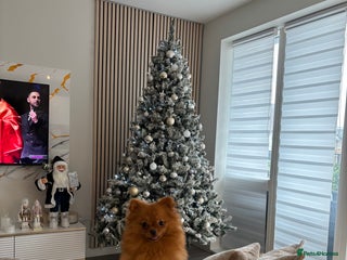 Pomeranian dogs 🐾 Adorable 7-Month-Old Pomeranian Girl – Lusy 🐾 - Advert 3