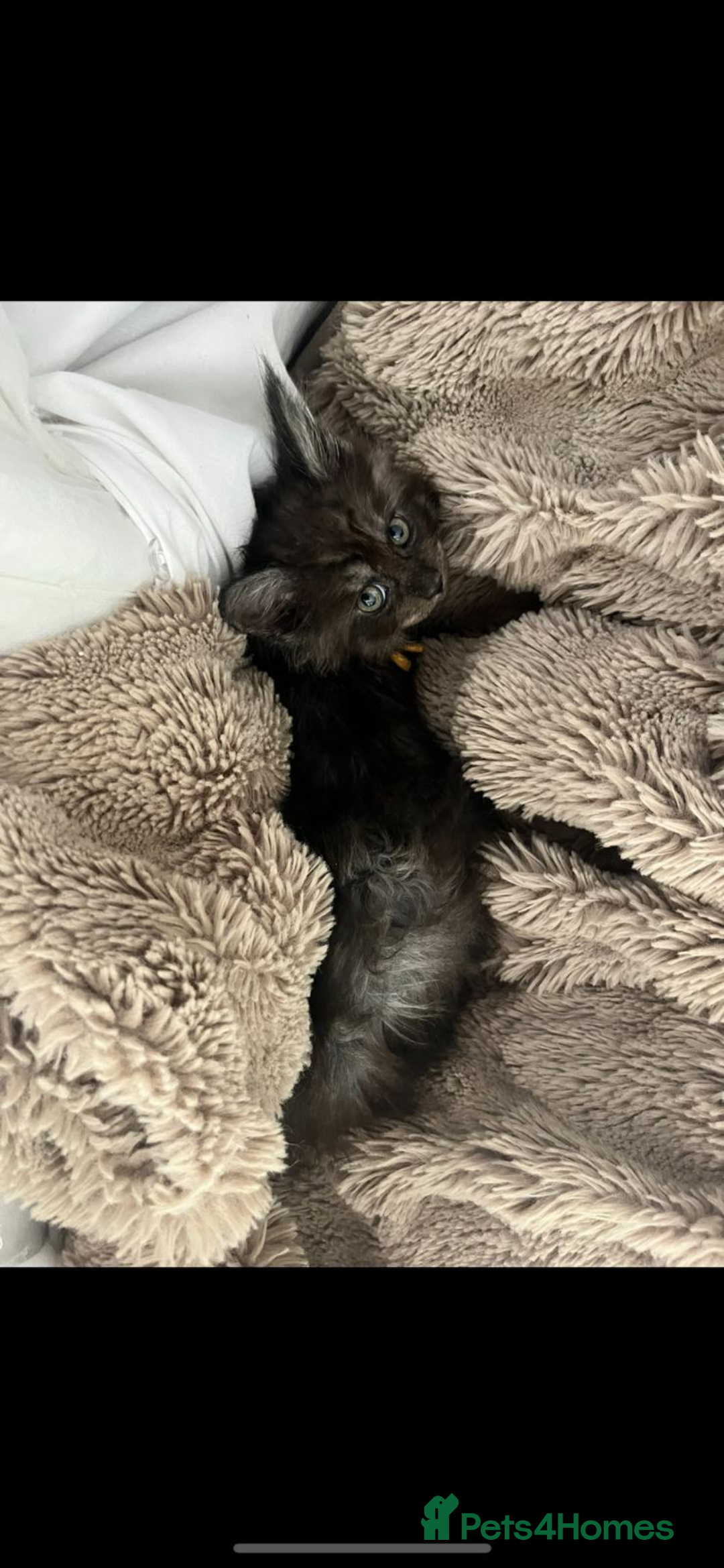 Maine Coon cats for sale: Beautiful Mainecoons blue smoke and black smoke  - Advert 10