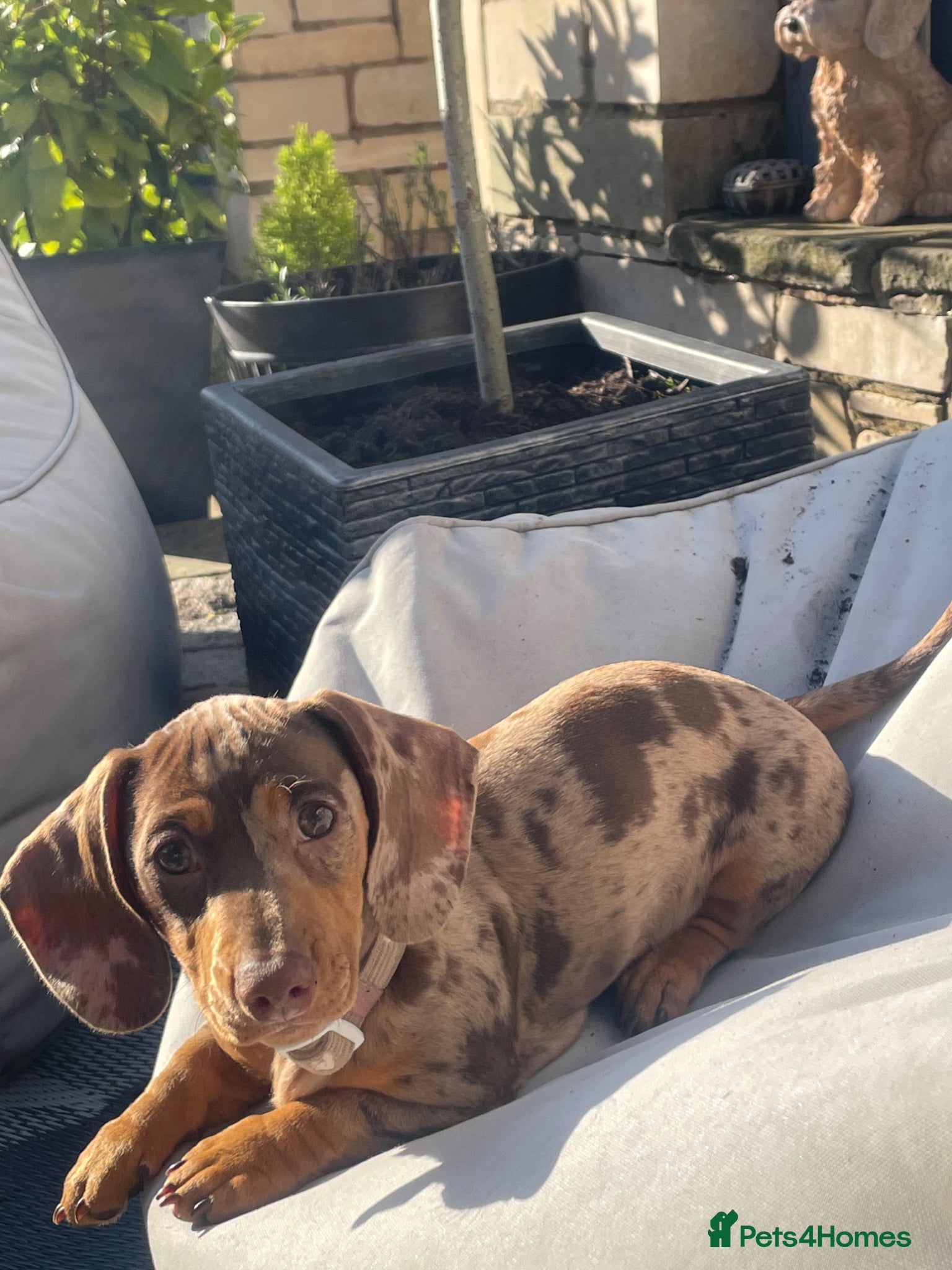 Miniature Dachshund dogs for sale: Miniature Dachshund  - Advert 1