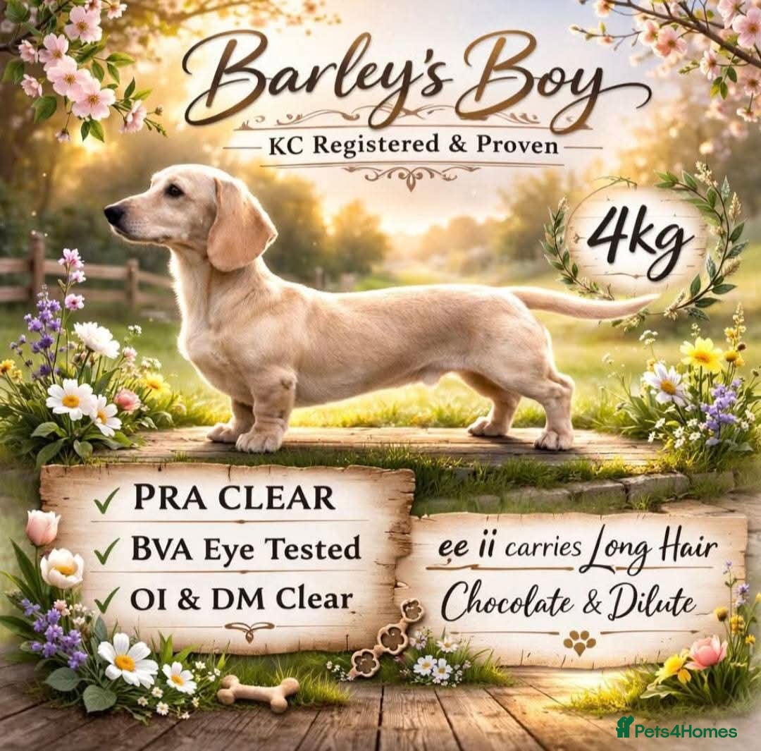Miniature Dachshund dogs Cream dachshund stud carrys long - Advert 1