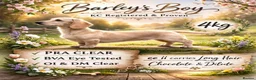 Miniature Dachshund dogs for stud: Cream dachshund stud carrys long - Advert 1