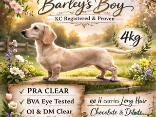 Miniature Dachshund dogs for stud: Cream dachshund stud carrys long - Advert 3