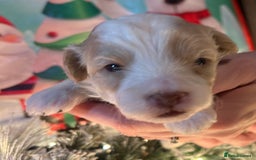 Shihpoo dogs for sale: 4 Beautiful Toy poodle x Shihpoos - Image 15