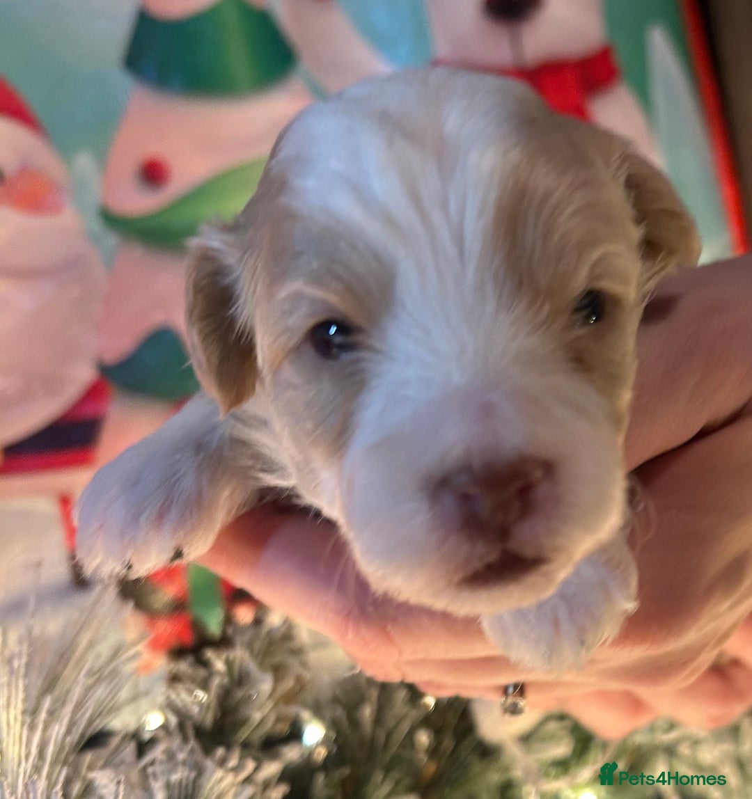 Shihpoo dogs for sale: 4 Beautiful Toy poodle x Shihpoos - Image 15