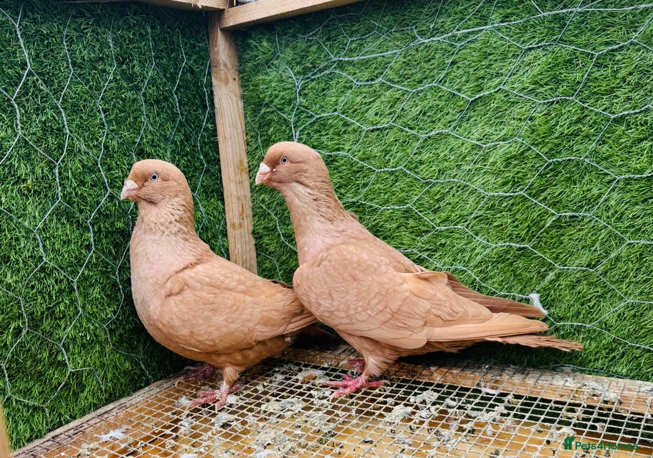 Pigeons birds Top Quality Strong Breeding Pair – Vaccinated - Advert 2
