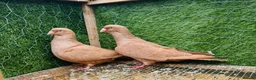 Pigeons birds for sale: Top Quality Strong Breeding Pair – Vaccinated - Advert 30
