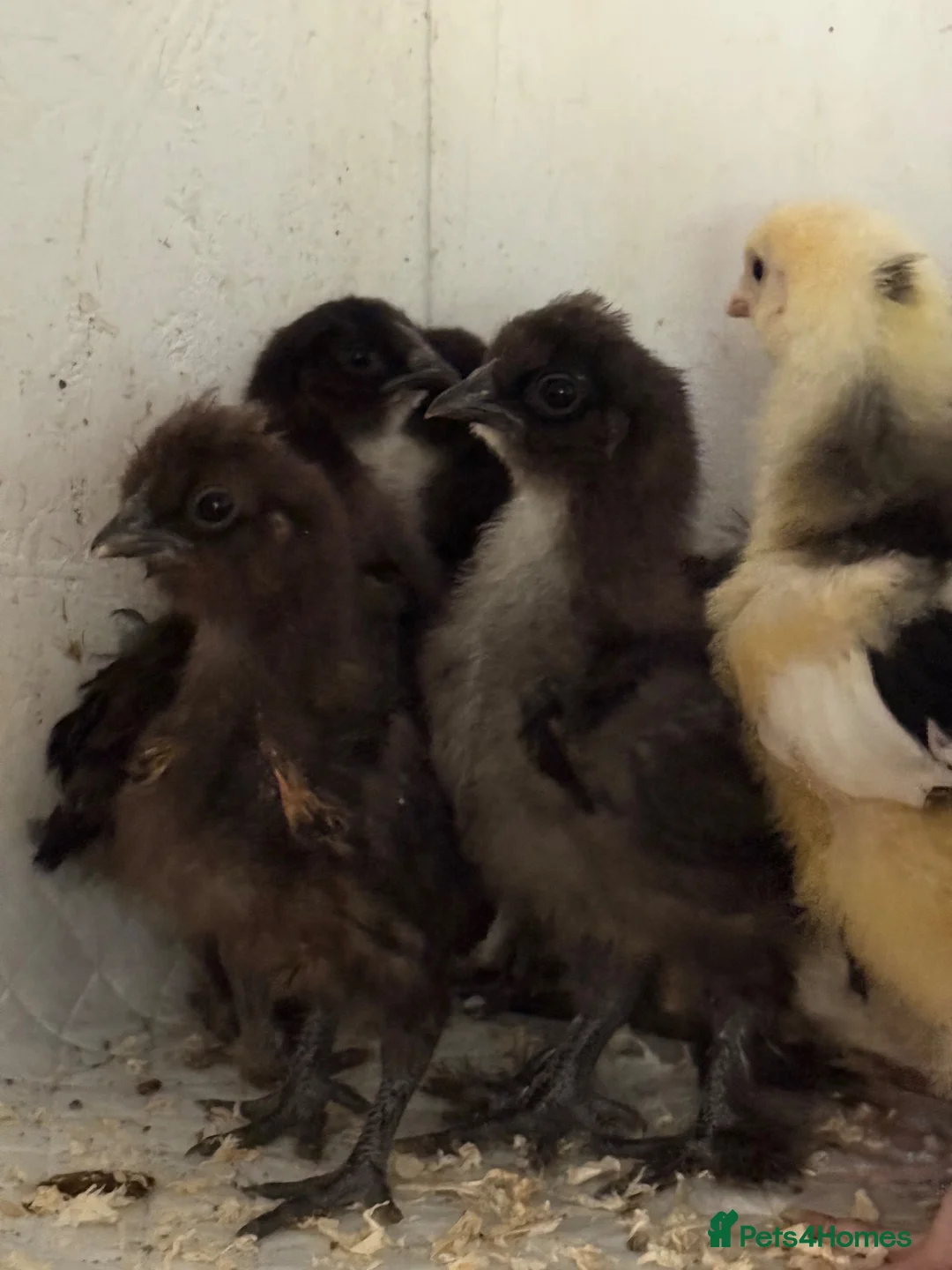 Chickens poultry for sale: Various chickens and ducks for sale - Advert 1