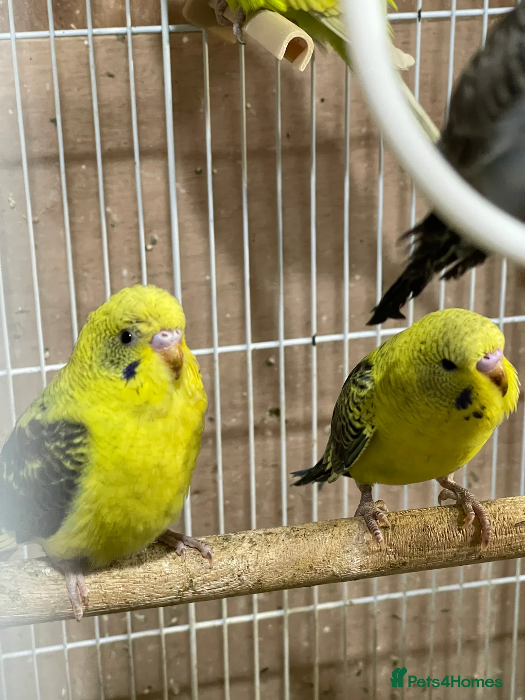 Budgerigars birds for sale: Black Wings budgies, possible split BW - Advert 1