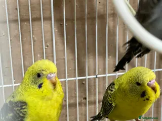 Budgerigars birds Black Wings budgies, possible split BW - Advert 14
