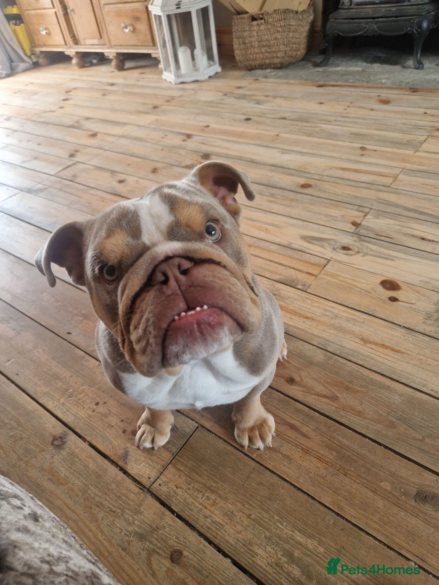 English Bulldog dogs English bulldog boy - Advert 9