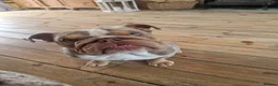 English Bulldog dogs for sale: English bulldog boy - Advert 1