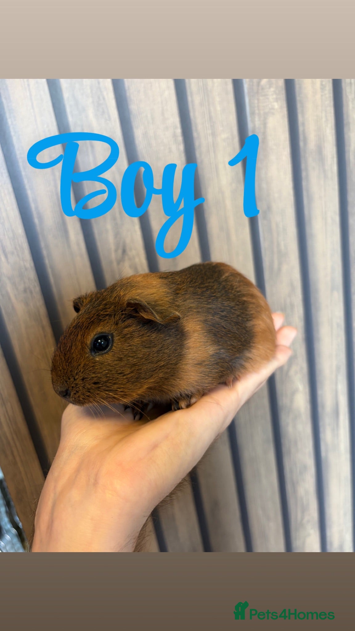 Guinea Pig rodents 8 week old guinea pigs - Advert 19