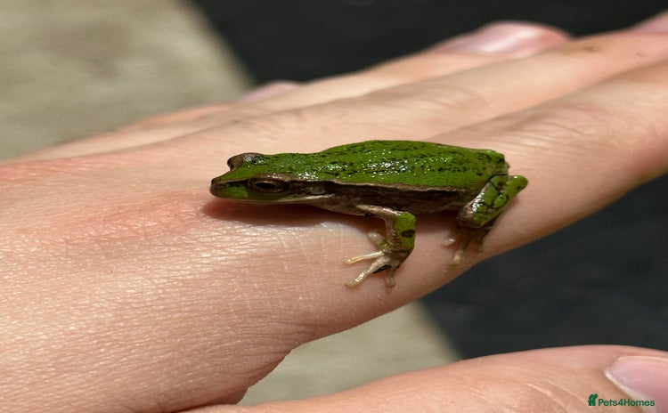 Frog reptiles - Advert 3