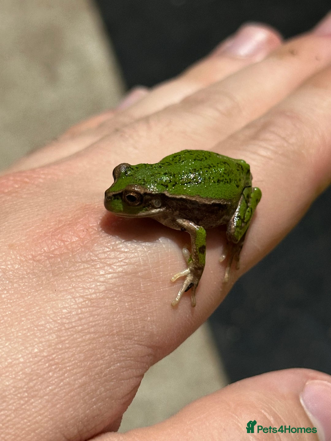Frog reptiles for sale: Andean Marsupial Tree frogs - Image 1