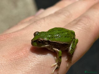 Frog reptiles - Advert 6