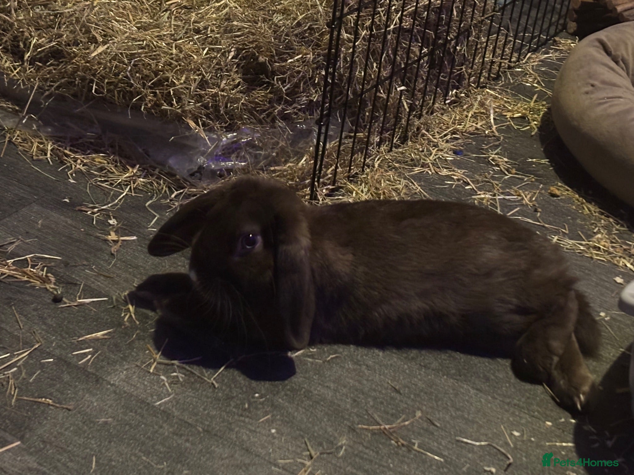 Mini Lop rabbits Rabbit needs rehoming  - Advert 1