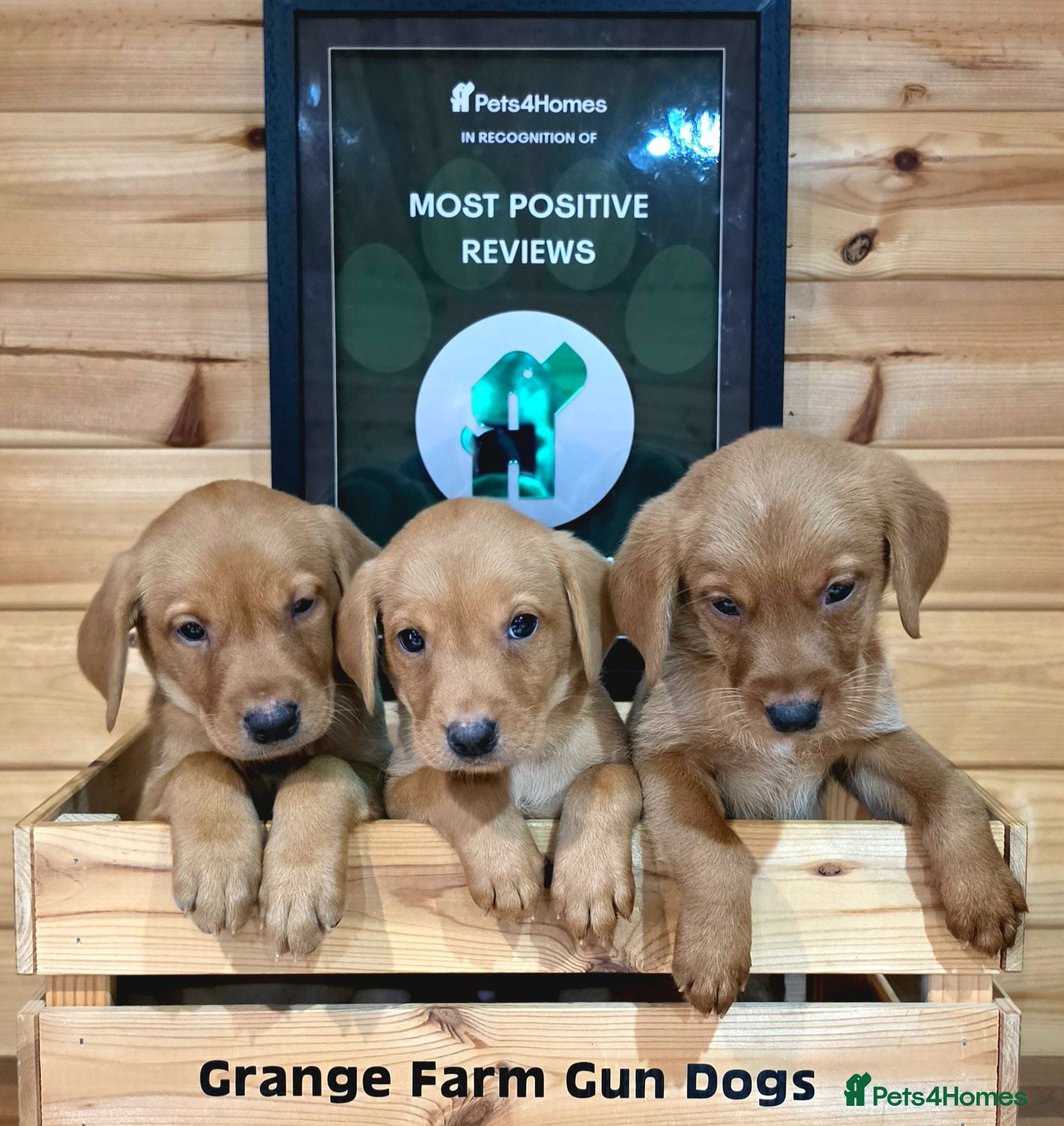Labrador Retriever dogs 10 FOX RED KC LABS WITH HEALTH TESTED PARENTS - Advert 2
