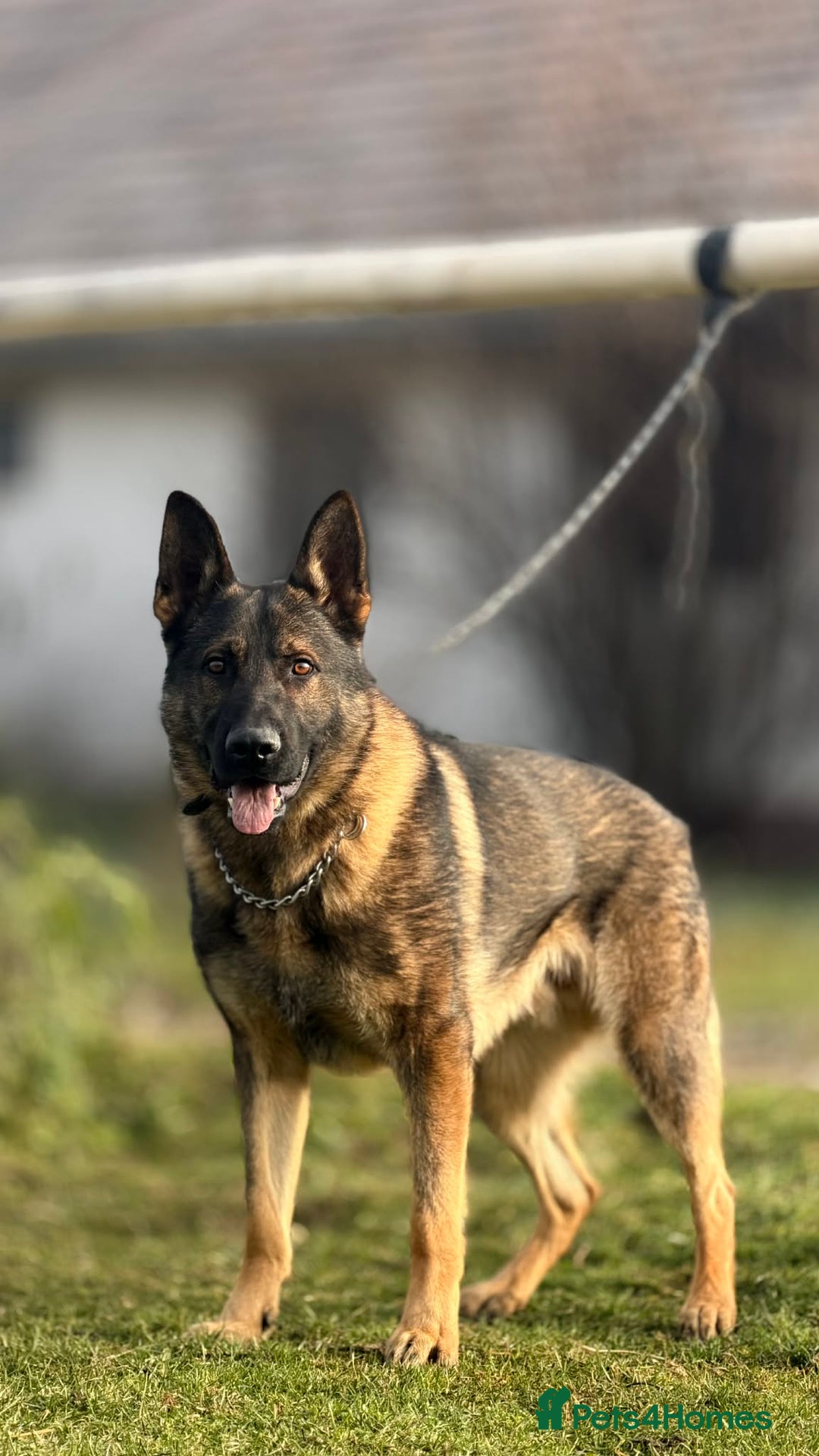 German Shepherd dogs for sale: Slovakian import male  - Advert 2