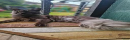 Maine Coon cats for sale: Tica registered black smoke mainecoon  - Advert 3