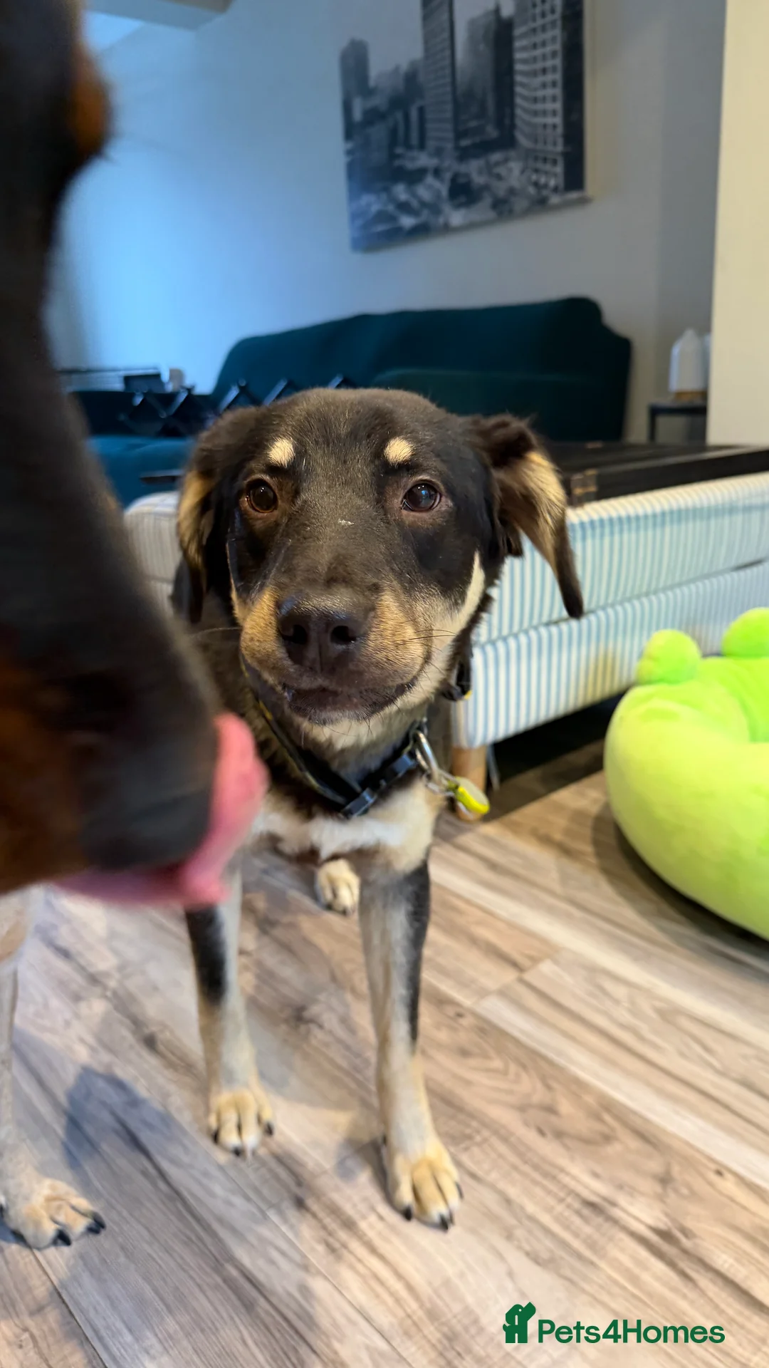 Mixed Breed dogs for adoption: Sweet Scout 💙 Gentle Boy, Loves Dogs!  - Advert 3