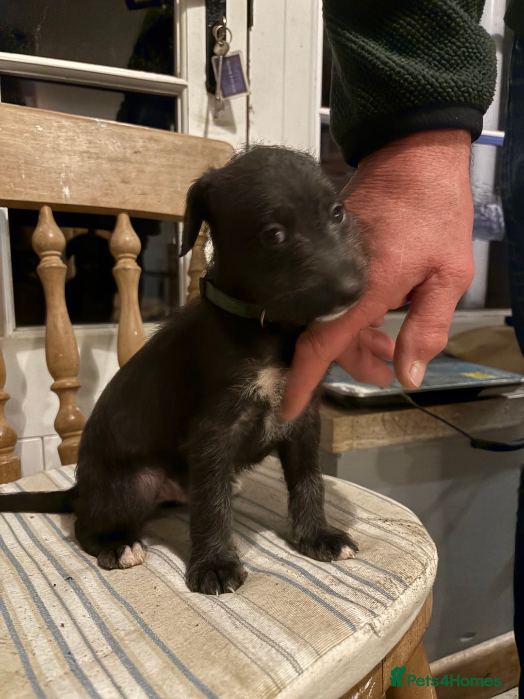 Mixed Breed dogs for sale: Bedlington x whippet puppies - Image 3