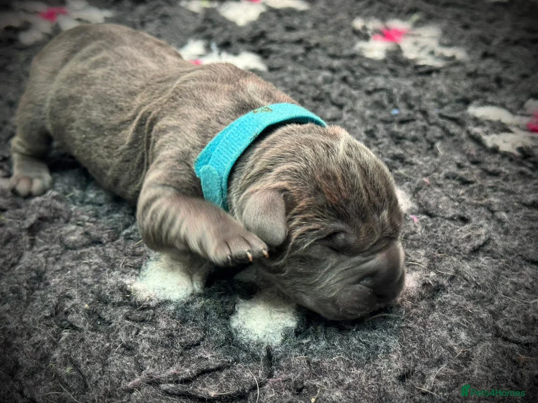 Cane Corso dogs for sale: 🐾 PatoSquad Cane Corso – Premium Litter 🐾 - Advert 1