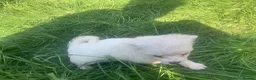 Mixed Breed dogs for sale: Maltese/chihuahua (malchi) pups - Advert 12