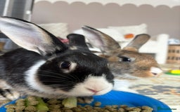 English rabbits for sale: Rabbits  - Image 6