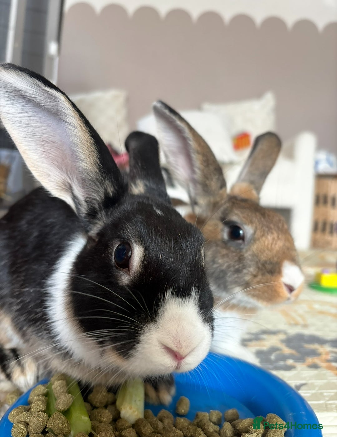 English rabbits for sale: Rabbits  - Image 6