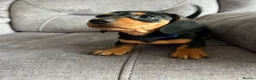 Miniature Dachshund dogs for sale: Miniature Dachshund Puppies in Dumfries - Advert 1