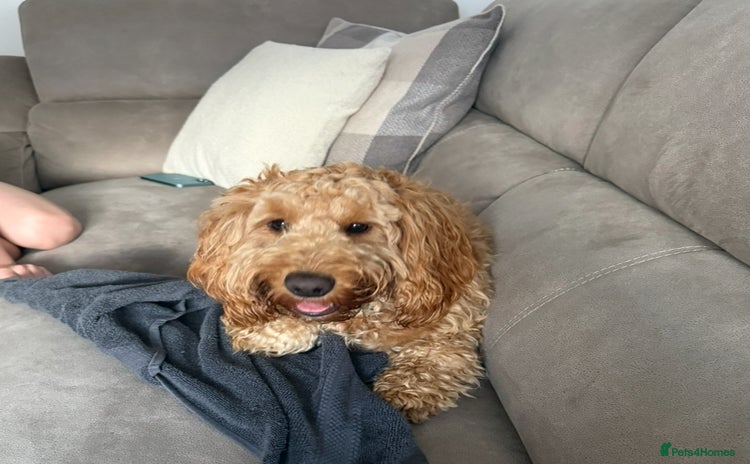 Cockapoo dogs - Advert 1