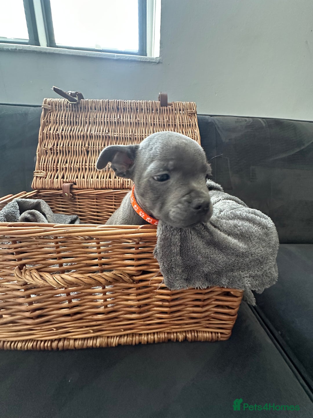 Staffordshire Bull Terrier dogs for sale: Blue and Black Staffordshire Bull Terriers - Image 8
