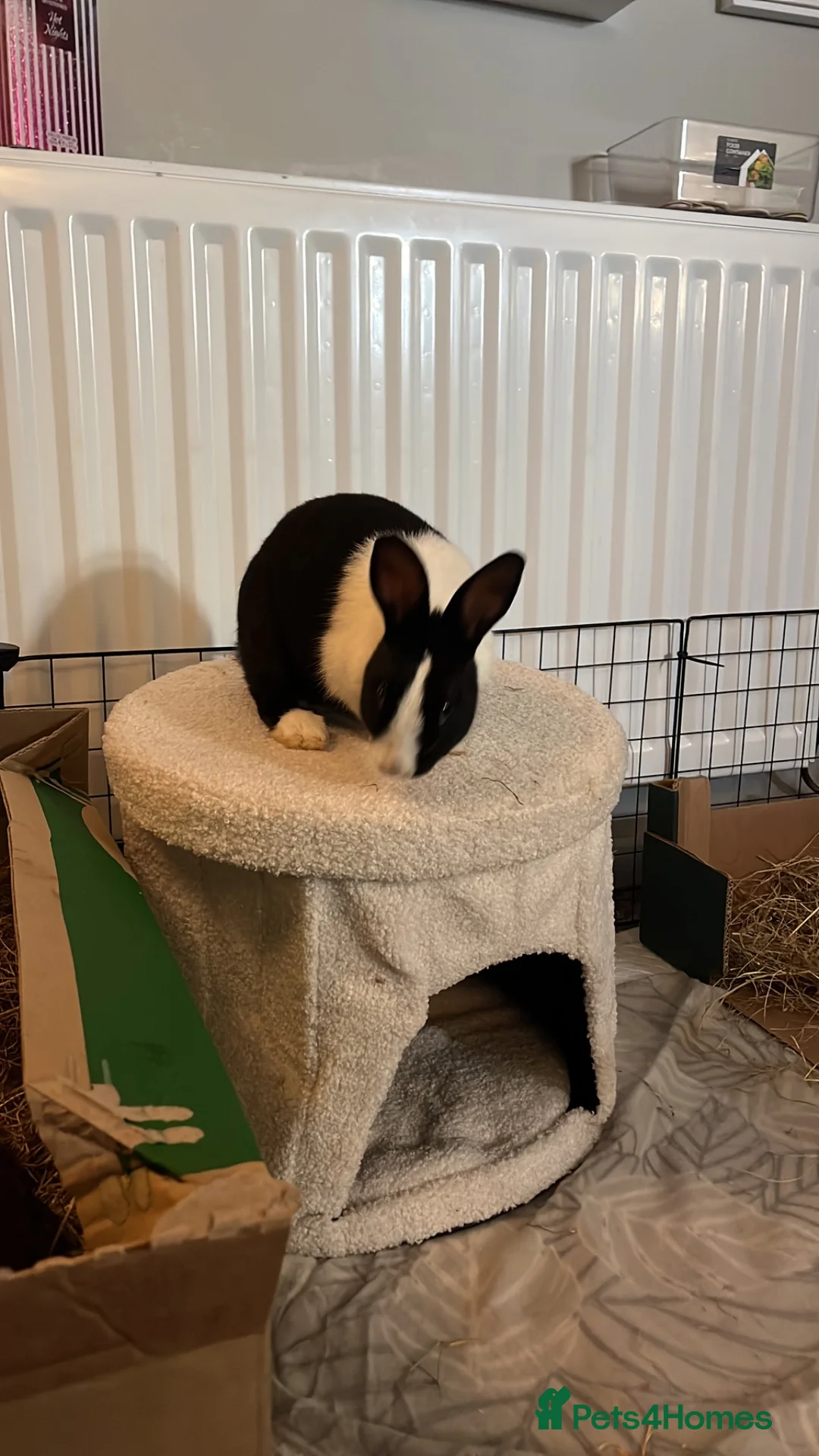 Mixed Breed rabbits for sale: Luna& thumper both 20 weeks - Advert 10