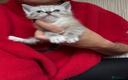 Ragdoll cats for sale: Ragdoll kittens - please read advert  - Image 6