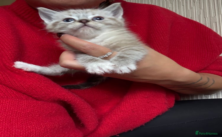 Ragdoll cats - Advert 5
