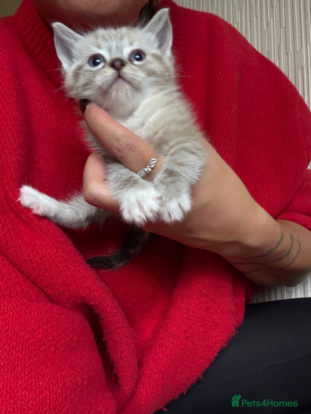 Ragdoll cats for sale: Ragdoll kittens - please read advert  - Image 6