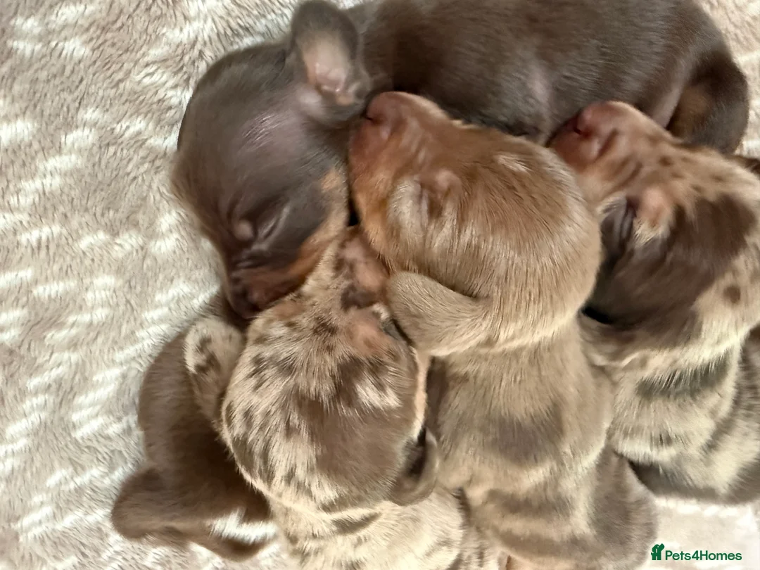 Miniature Dachshund dogs for sale: Miniature Dapple & Merle long haired Daschunds in Romsey - Advert 7