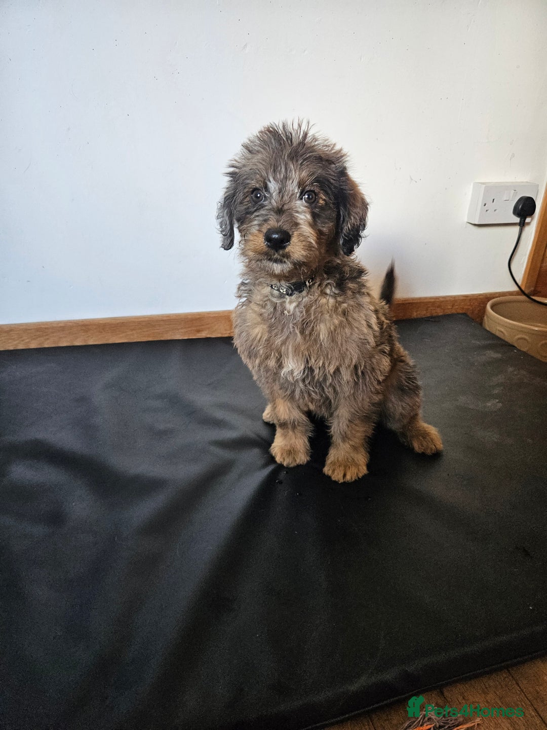 Mixed Breed dogs for sale: Rottweiler x poodle puppies ✨️ready now✨️ - Advert 14