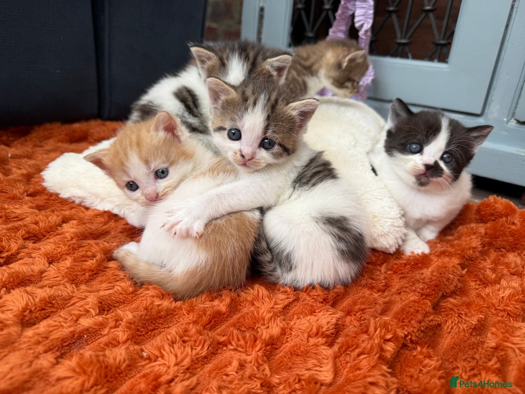 Norwegian Forest Cat cats for sale: 5 beautiful friendly boys - Image 15