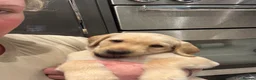 Labrador Retriever dogs for sale: Kc registered labrador puppies - Advert 13