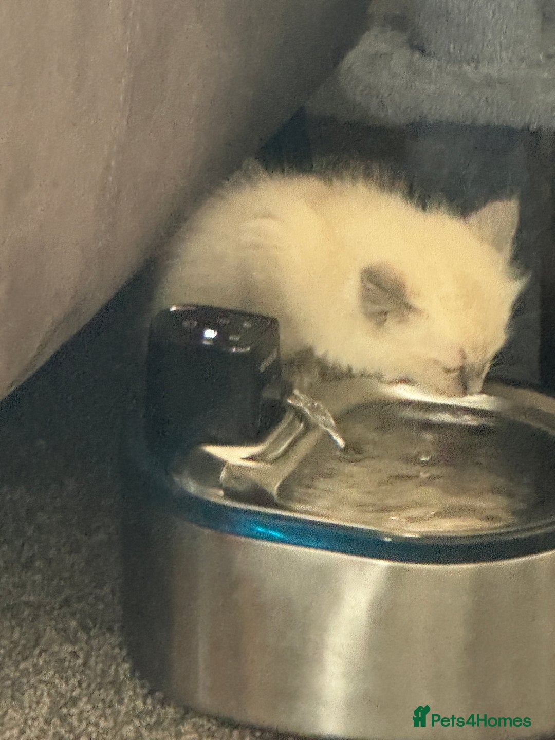 Ragdoll cats for sale: Adorable Ragdoll baby’s  - Image 18