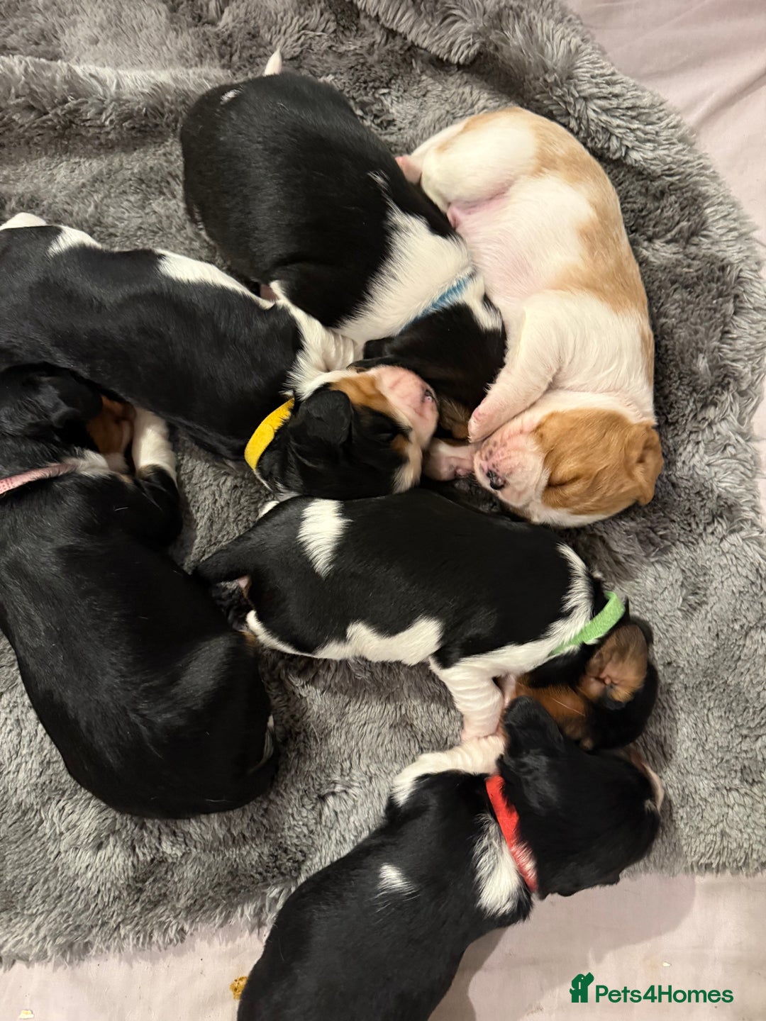Beaglier dogs for sale: Beautiful Girl Puppies Looking for Loving Homes - Advert 13