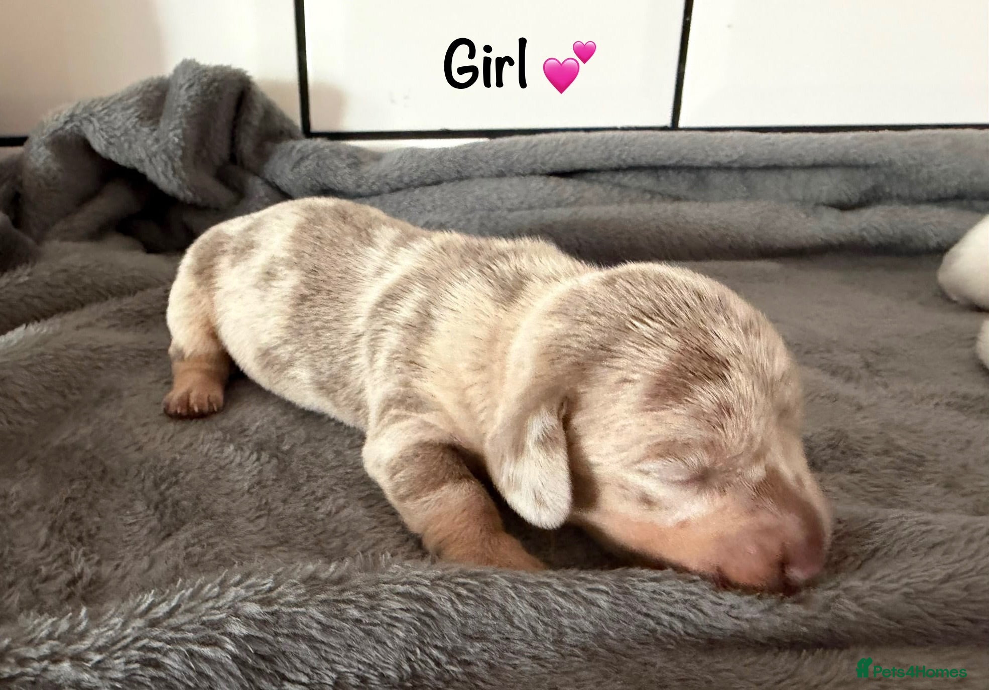 Miniature Dachshund dogs STUNNING MINIATURE DAPPLE DACHSHUNDS KC CARRY LONG - Advert 1