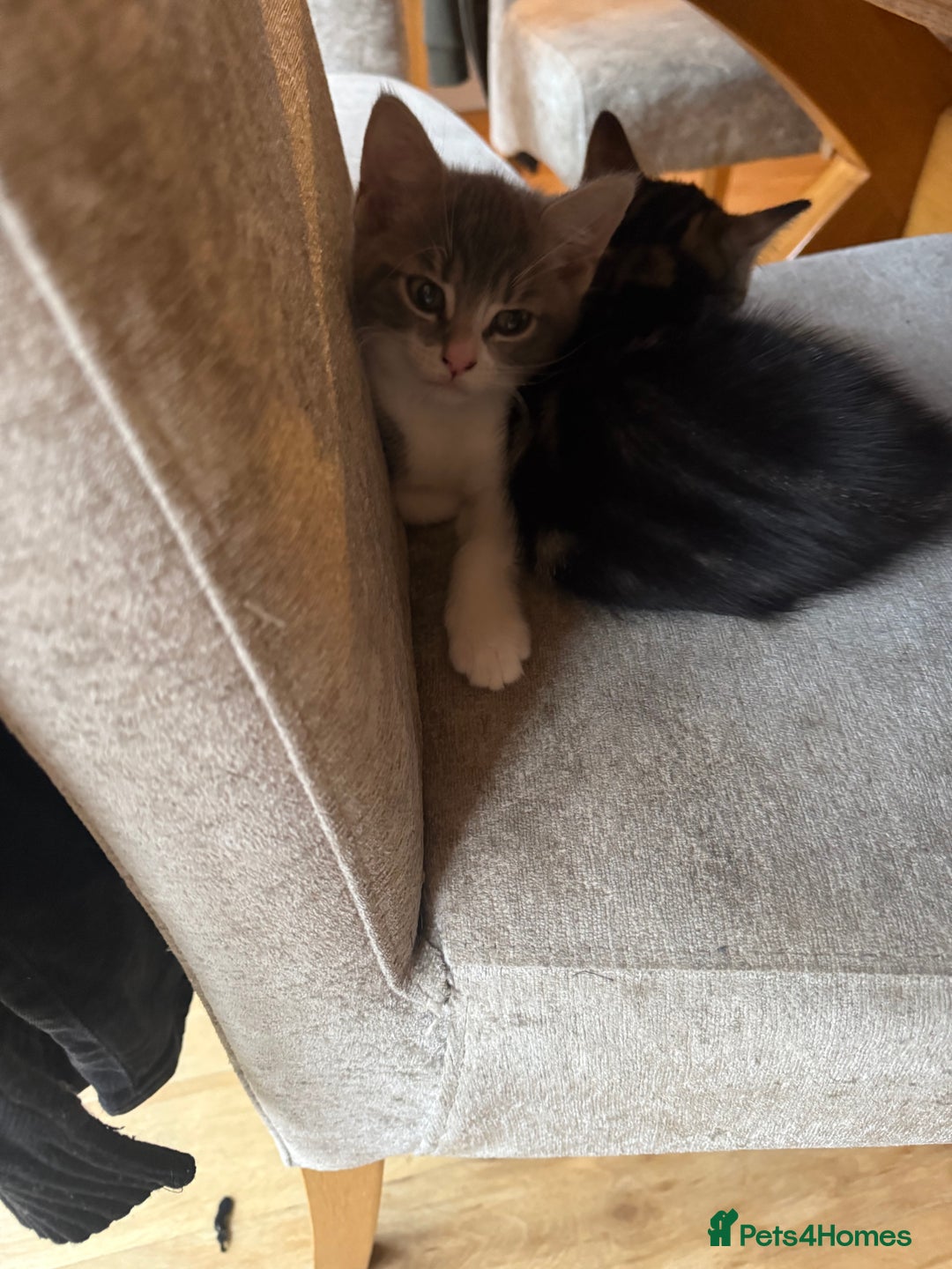 Domestic Shorthair cats for sale: 🤩🤩 6 beautiful babies 🤩🤩 - Image 12